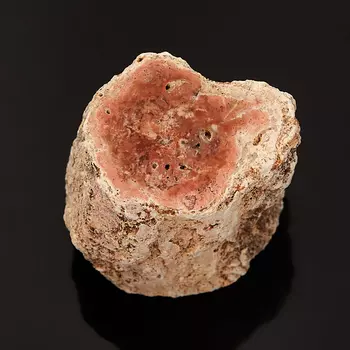 Окаменелость окаменелое дерево S (4-7 см)