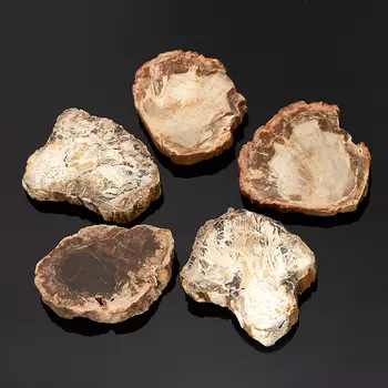 Окаменелость окаменелое дерево S (4-7 см) (1 шт)