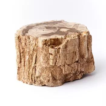 Окаменелость окаменелое дерево S (4-7 см)