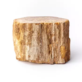 Окаменелость окаменелое дерево S (4-7 см)