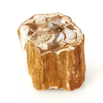 Окаменелость окаменелое дерево S (4-7 см)