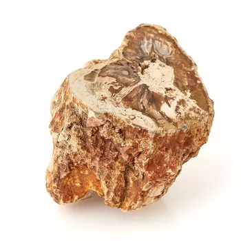 Окаменелость окаменелое дерево S (4-7 см)