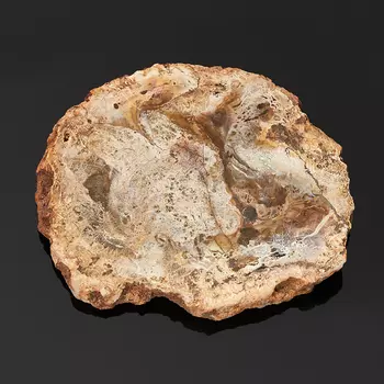 Окаменелость окаменелое дерево S (4-7 см)