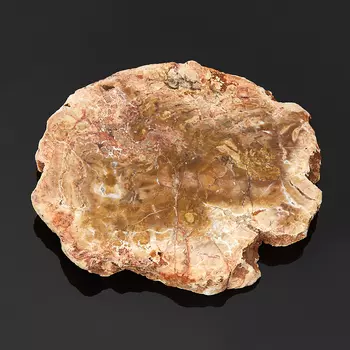 Окаменелость окаменелое дерево S (4-7 см)