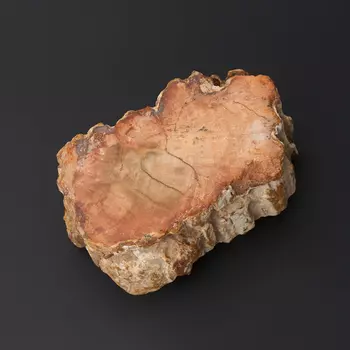 Окаменелость окаменелое дерево S (4-7 см)