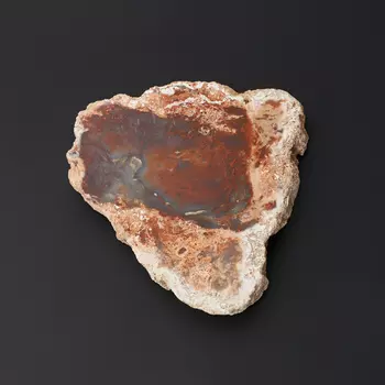 Окаменелость окаменелое дерево S (4-7 см)