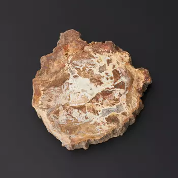 Окаменелость окаменелое дерево S (4-7 см)