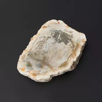 Окаменелость окаменелое дерево S (4-7 см)