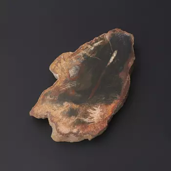 Окаменелость окаменелое дерево S (4-7 см)