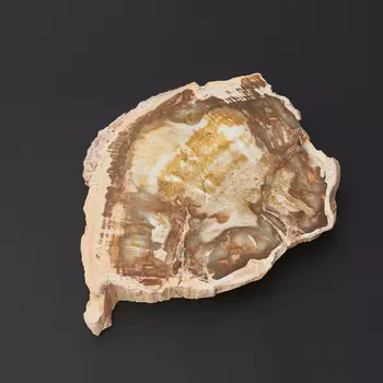 Окаменелость окаменелое дерево S (4-7 см)