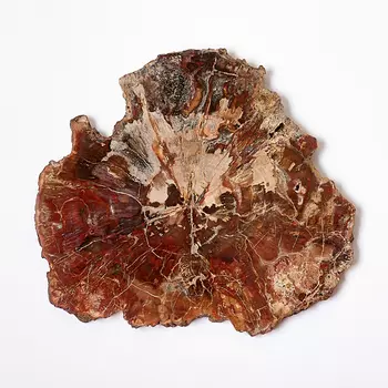 Окаменелость окаменелое дерево XXL (от 20 см)