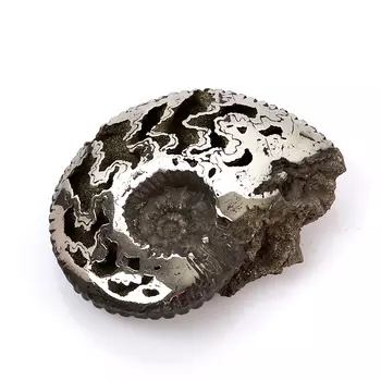 Окаменелость пиритизированная S (4-7 см)