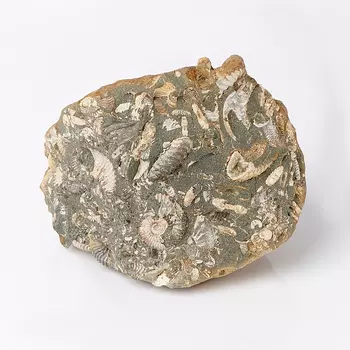 Окаменелость в породе 130*130*135 мм