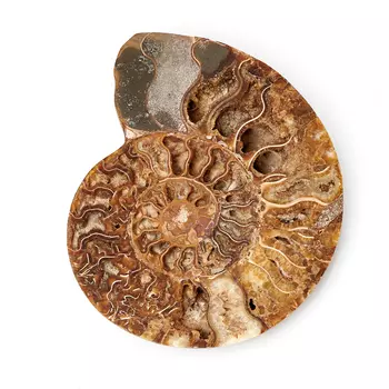 Окаменелость XL (16-20 см)