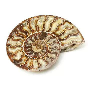 Окаменелость XL (16-20 см)