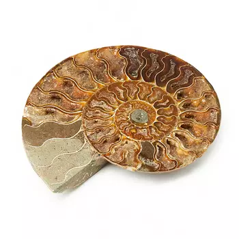 Окаменелость XL (16-20 см)