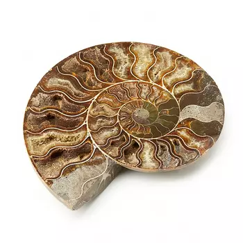 Окаменелость XL (16-20 см)