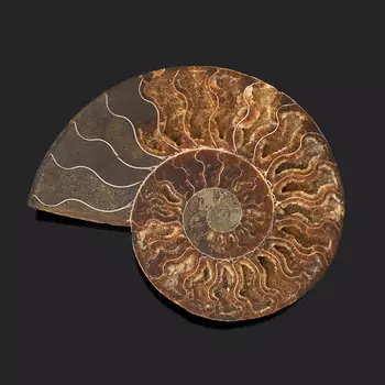 Окаменелость XL (16-20 см)