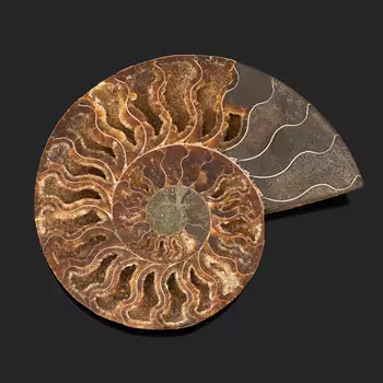 Окаменелость XL (16-20 см)