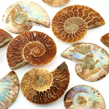 Окаменелость XS (3-4 см) (1 шт)