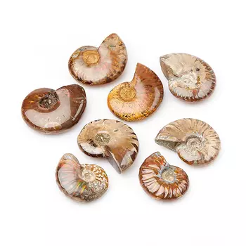 Окаменелость XS (3-4 см) (1 шт)