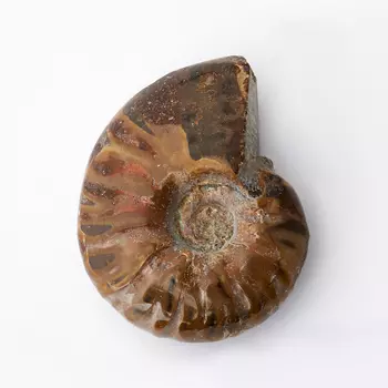 Окаменелость XS (3-4 см) (1 шт)