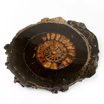 Окаменелость XXL