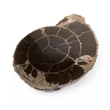 Окаменелость XXL