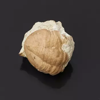 Окаменелость XXS