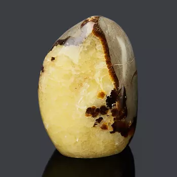 Стела септария M (7-12 см)