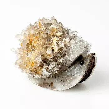 Улитка горный хрусталь 10 см