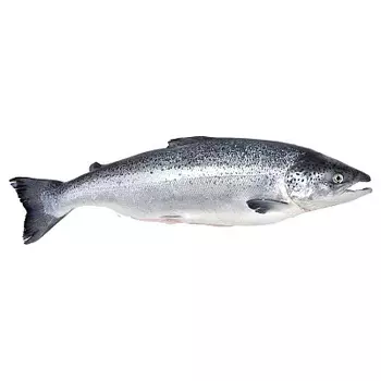 Лосось атлантич.~5-6 кг