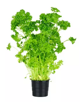 Петрушка в горшочке