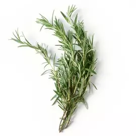 Розмарин Зеленый Сад