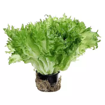 Салат Фриллис в горшке