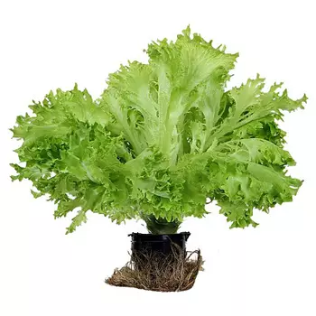 Салат Экзакт в горшке