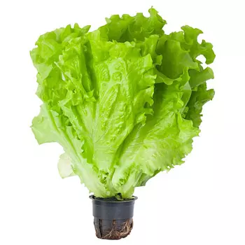 Салат латук в горшке