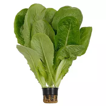 Салат Романо зеленый в горшке