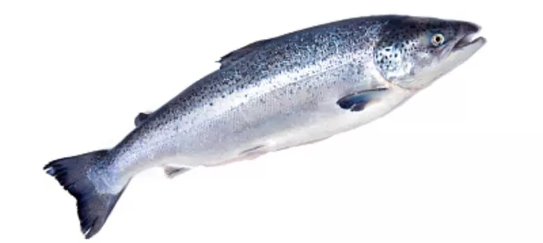 Семга охлажденная 5-7 кг. вес