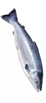 Семга охлажденная вес