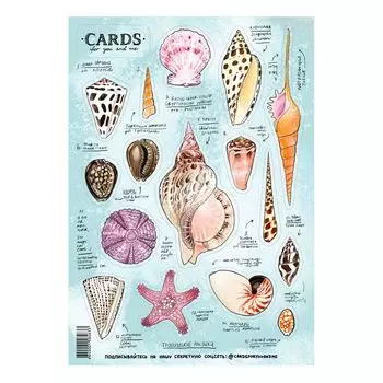 Стикерпак «Ракушки»