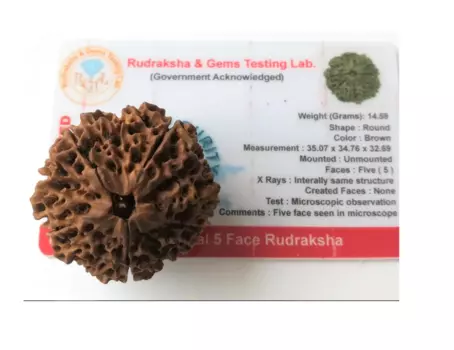 Большая Рудракша Сертифицированная (5 мукхи), Huge and Rare Certified Rudraksha, произв. Kalyan Puja