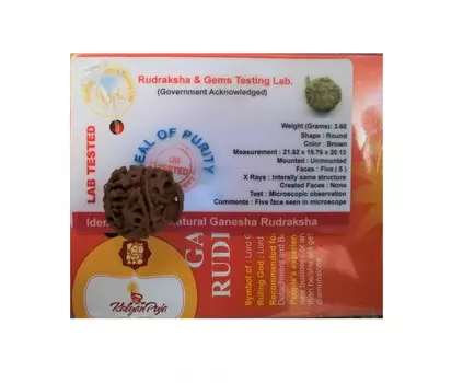 Ганеша Рудракша сертифицированная (5 мукхи), 5 Mukhi Certified Ganesha Rukdrasha (Nepal), произв. Kalyan Puja