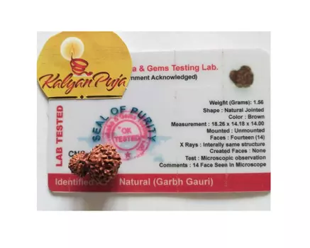 Гарбх Гаури Рудракша сертифицированная (14 мукхи), Garbh Gauri Rudraksha Certified (Indonesia), произв. Kalyan Puja