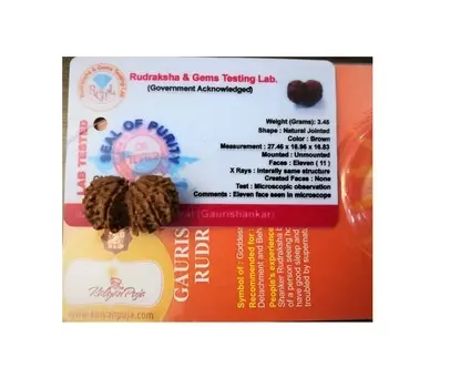 Гаури Шанкар Рудракша сертифицированная (11 мукхи), Gauri Shankar Rudraksha Certified (Nepal), произв. Kalyan Puja