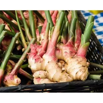 Корневые черенки для выращивания (10 шт), Fresh Root Cuttings For Growing, произв. OhhSome
