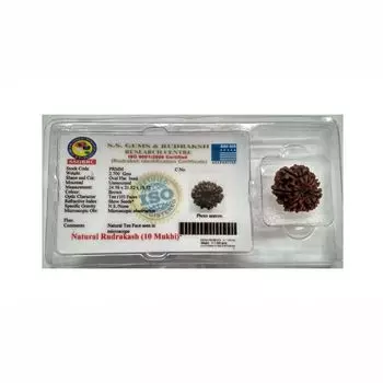 Рудракша сертифицированная (10 мукхи), 10 Mukhi Certified Rudraksha (Nepal), произв. Kalyan Puja