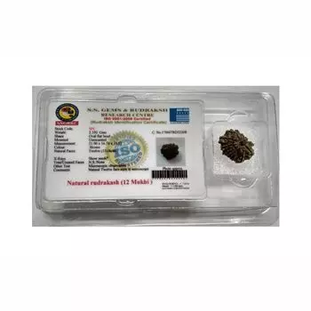 Рудракша сертифицированная (12 мукхи), 12 Mukhi Certified Rudraksha (Nepal), произв. Kalyan Puja