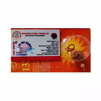 Рудракша сертифицированная (13 мукхи), 13 Mukhi Certified Rudraksha (Nepal), произв. Kalyan Puja