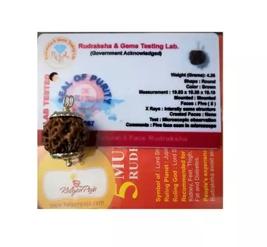 Рудракша сертифицированная (5 мукхи), 5 Mukhi Certified Rudraksha (Nepal), произв. Kalyan Puja
